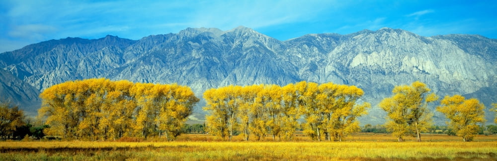 Autumn color along Highway 395 Sierra Nevada California Canvas Art - Panoramic Images (27 x 9)
