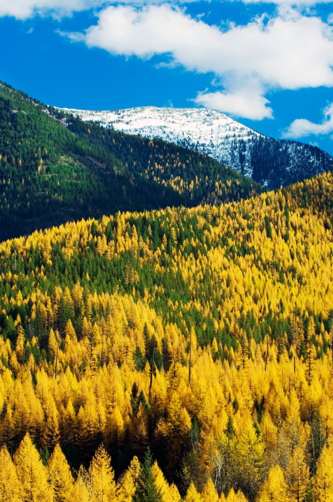 Autumn color larch trees in pine tree forest Flathead River Valley Montana USA Canvas Art - Panoramic Images (12 x 36)