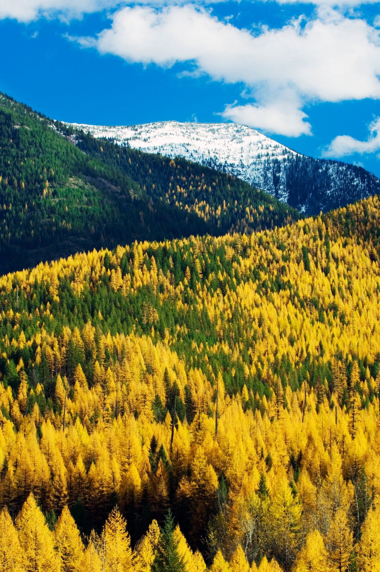 Autumn color larch trees in pine tree forest Flathead River Valley Montana USA Canvas Art - Panoramic Images (9 x 27)
