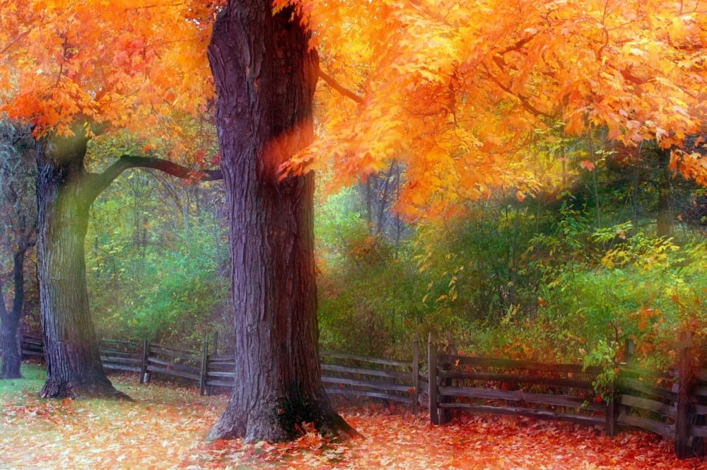 Autumn color maple trees by fence line soft focus Michigan USA Canvas Art - Panoramic Images (36 x 12)