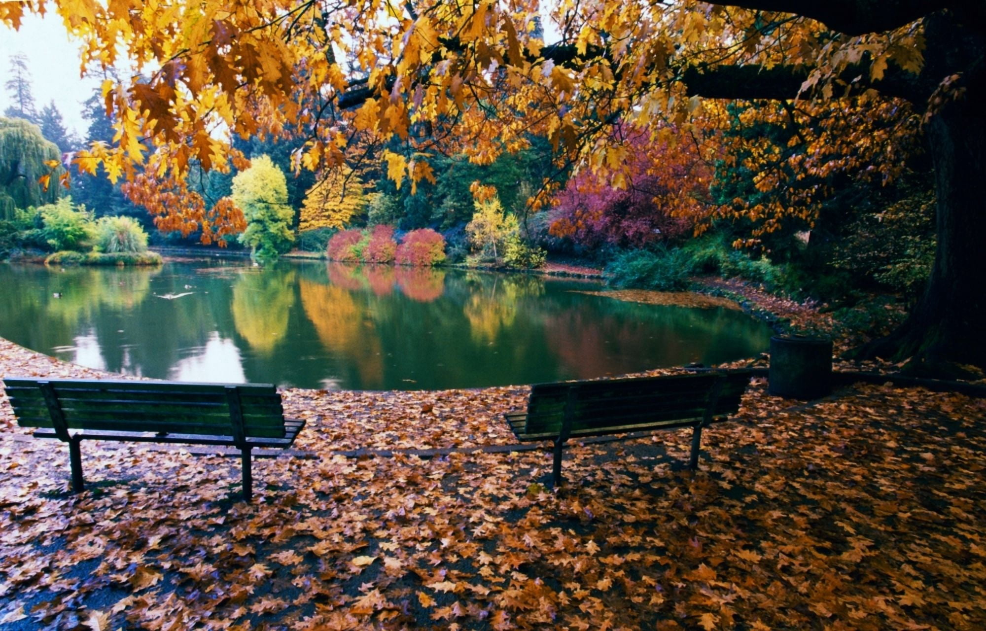 Autumn color trees and fallen leaves along pond empty park benches Oregon united states Canvas Art - Panoramic Images (36 x 12)