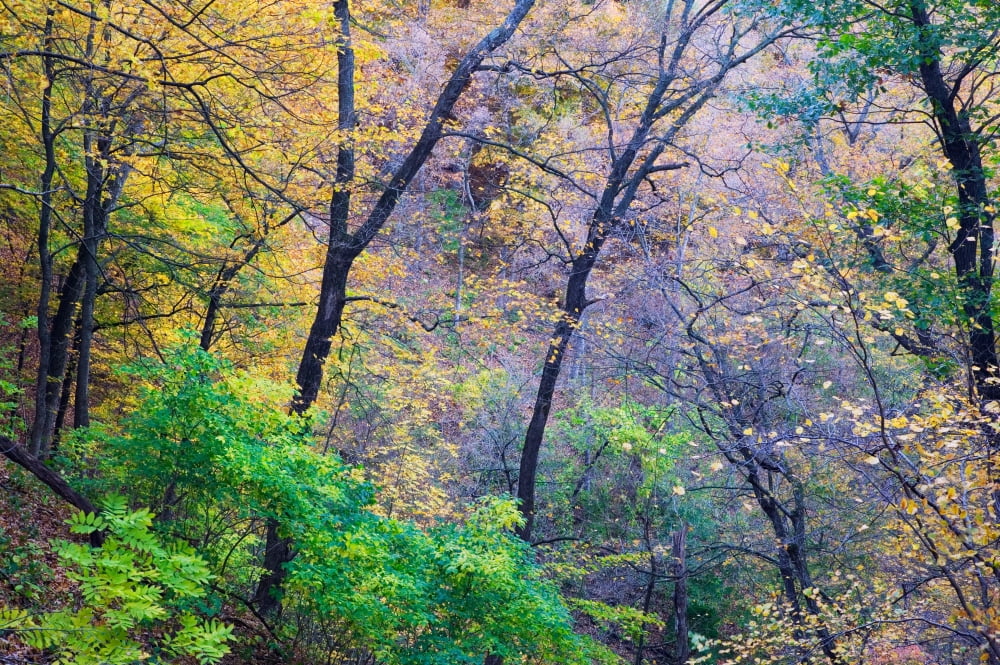 Autumn color trees growing on Mississippi River bluffs Pikes Peak State Park Iowa USA Canvas Art - Panoramic Images (27 x 9)