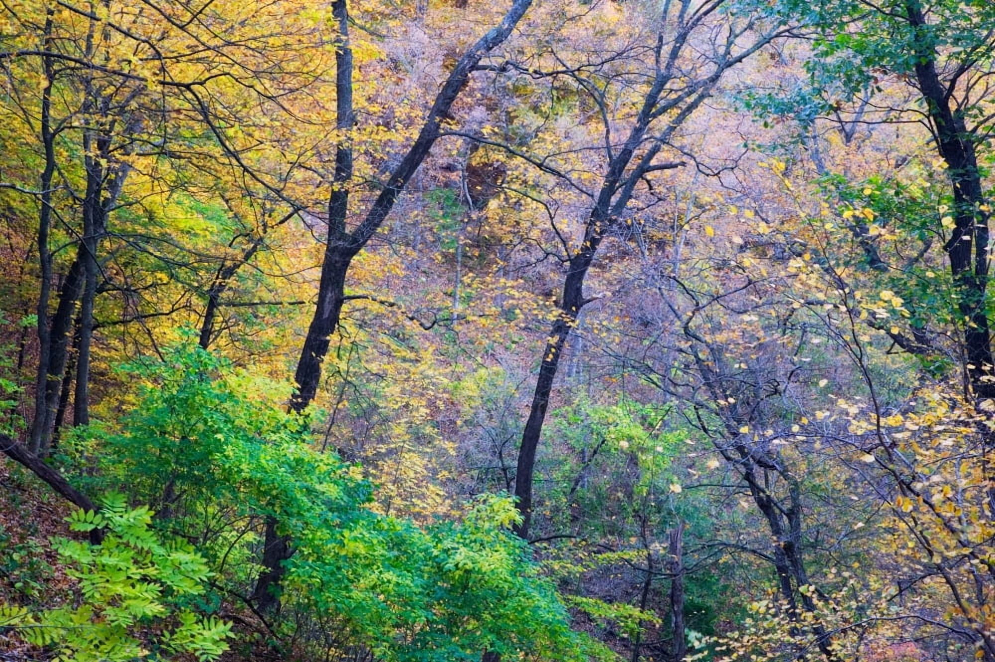 Autumn color trees growing on Mississippi River bluffs Pikes Peak State Park Iowa USA Canvas Art - Panoramic Images (36 x 12)