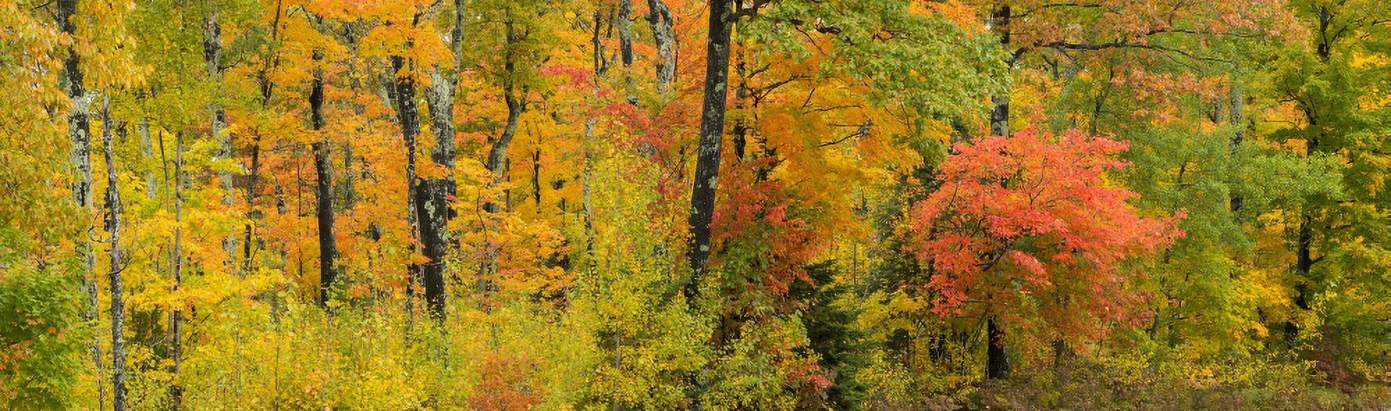 Autumn color trees in a forest Chequamegon-Nicolet National Forest Wisconsin USA Canvas Art - Panoramic Images (36 x 12)