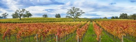 Autumn color vineyards Guerneville Road Sonoma County California USA Canvas Art - Panoramic Images (36 x 12)