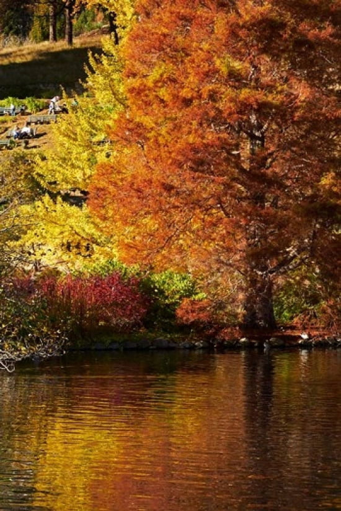 Autumn colour in pond Botanic Gardens Dunedin Otago South Island New Zealand Canvas Art - David Wall DanitaDelimont (24 x 36)