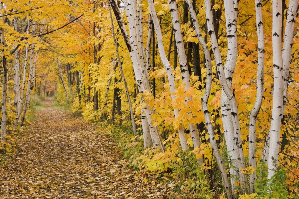 Autumn colours in a forestQuebec canada Canvas Art - Jacques Laurent Design Pics (18 x 12)