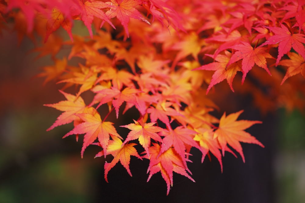 Autumn coloursPortland oregon united states of america Canvas Art - Craig Tuttle Design Pics (19 x 12)