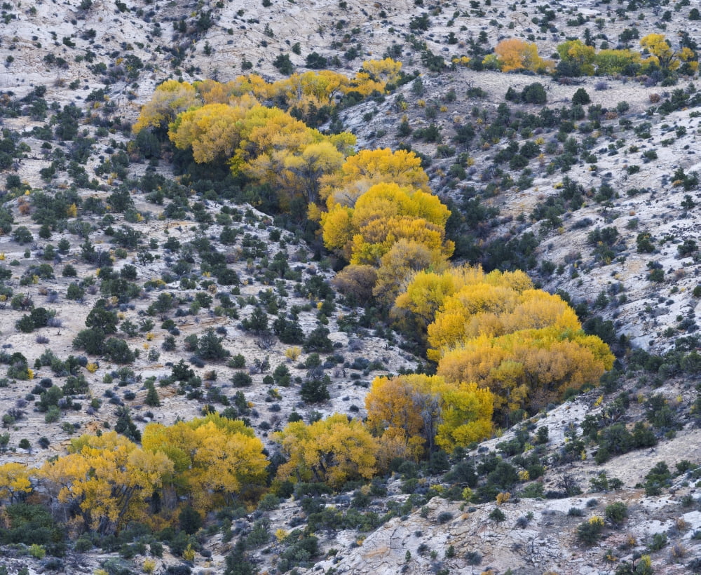 Autumn cottonwoods at the Boulder Creek Grand Staircase-Escalante National Monument Utah USA Canvas Art - Panoramic Images (27 x 22)