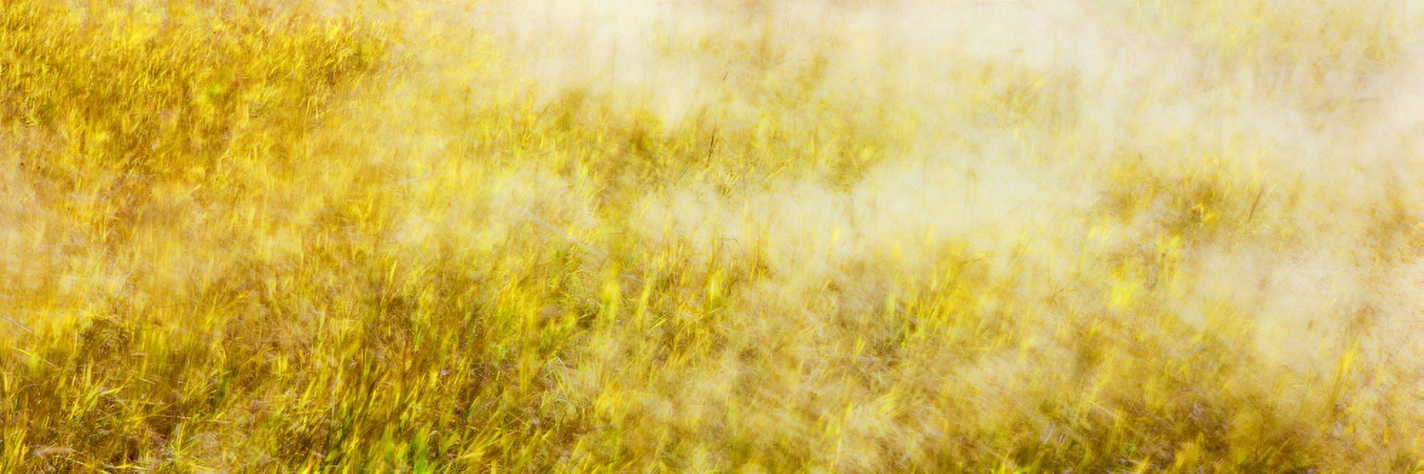 Autumn cured grasses provide a colorful abstract Grand Canyon North Rim Grand Canyon National Park Arizona USA Canvas Art - Panoramic Images (27 x 9)