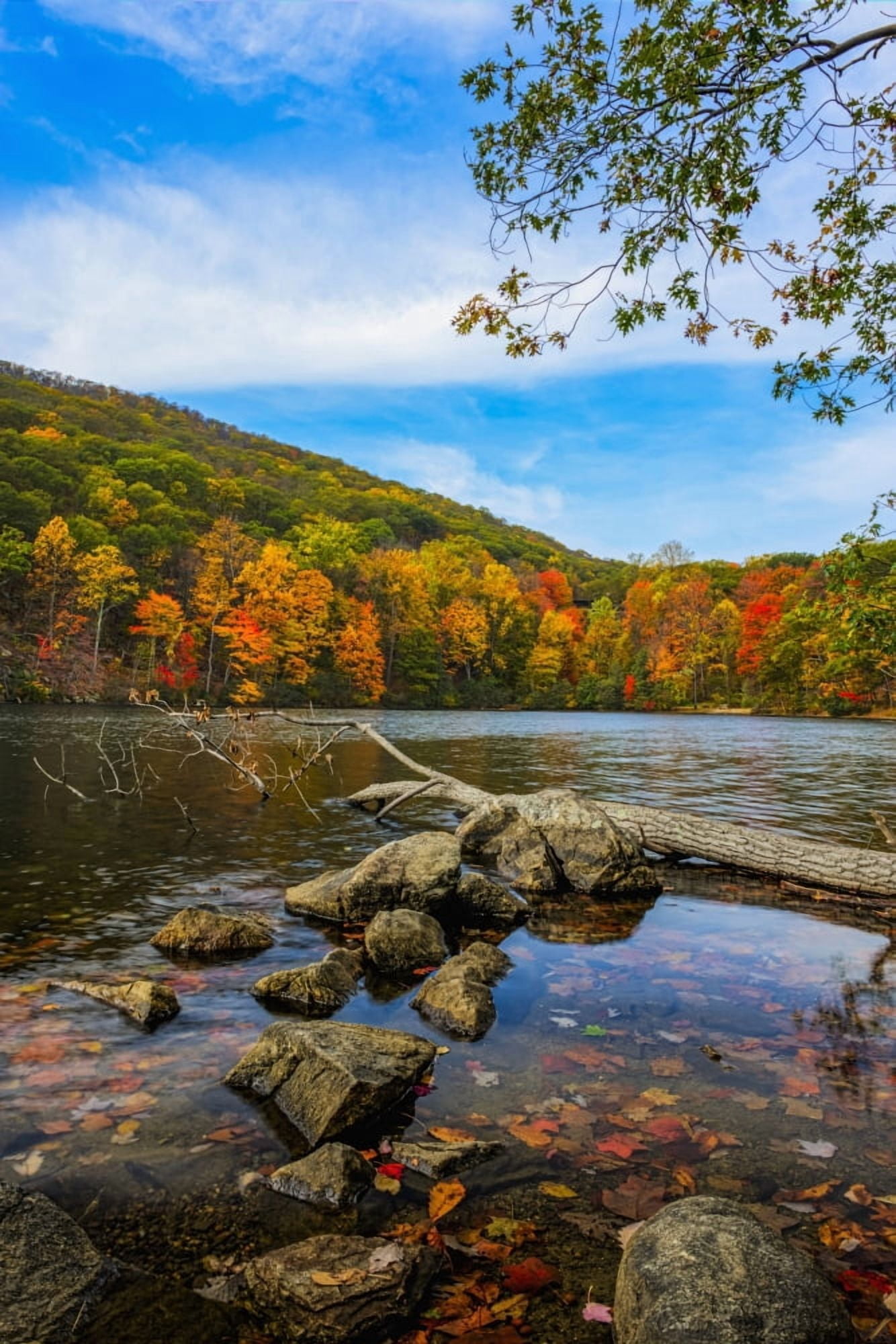 Autumn foliage at Hessian Lake Bear Mountain State Park Bear Mountain New York United States of America Canvas Art - F M Kearney Design Pics (12 x 19)
