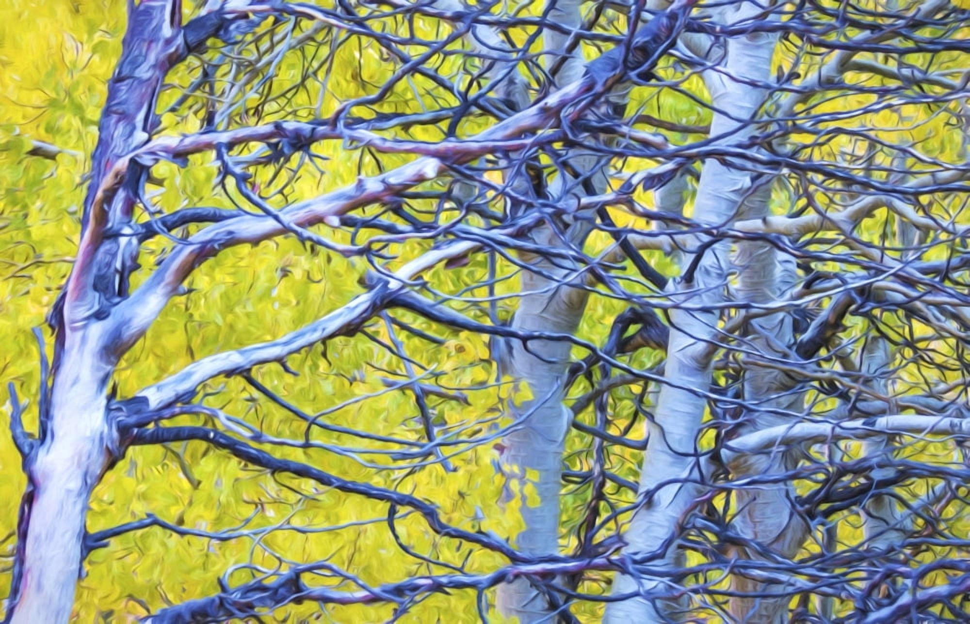 Autumn foliage on trees in Sierra Nevada Bishop California United States of America Canvas Art - Marion Owen Design Pics (19 x 12)