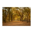 thumbnail image 1 of Autumn in Central Park, New York 03 - Manhattan New York Photography Unframed Wall Art Print 8 x 12 inches, 1 of 7