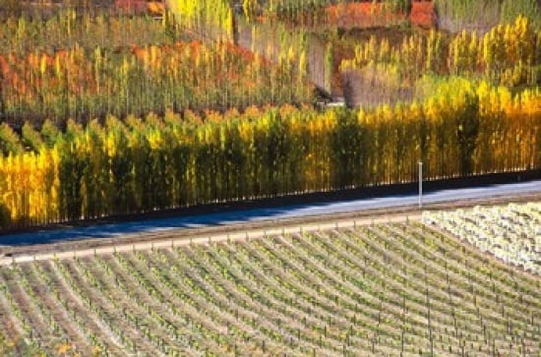 Autumn in Mt Difficulty Vineyard Central Otago New Zealand Canvas Art - David Wall DanitaDelimont (28 x 18)
