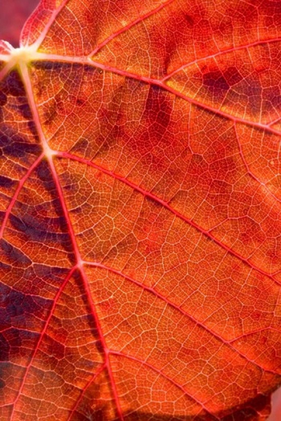 Autumn leaf Domain Road Vineyard South Island New Zealand Canvas Art - David Wall DanitaDelimont (12 x 17)