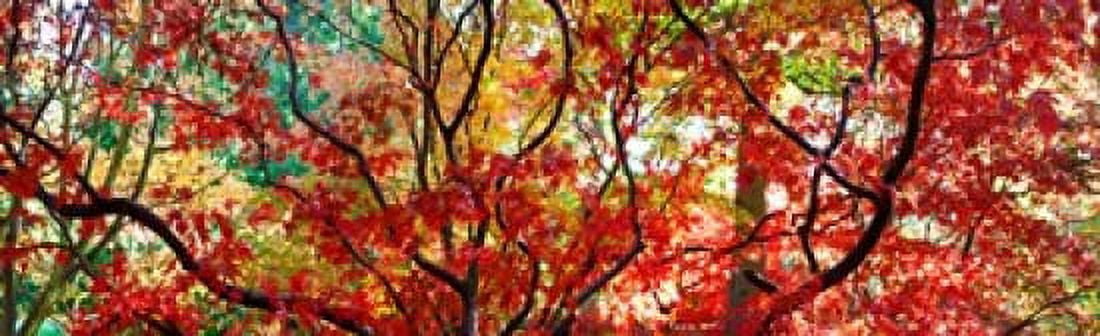 Autumn leaves Westonbirt Arboretum Gloucestershire England Canvas Art - Panoramic Images (15 x 5)