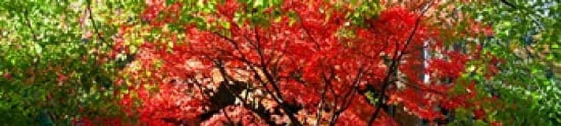 Autumn leaves Westonbirt Arboretum Gloucestershire England Canvas Art - Panoramic Images (22 x 5)