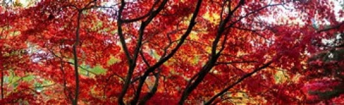 Autumn leaves Westonbirt Arboretum Gloucestershire England Canvas Art - Panoramic Images (38 x 12)