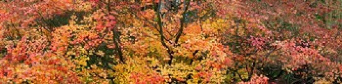 Autumn leaves Westonbirt Arboretum Gloucestershire England Canvas Art - Panoramic Images (40 x 10)