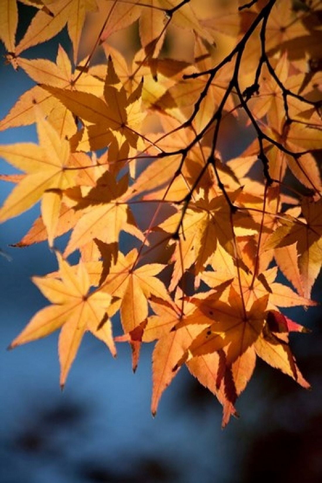 Autumn maples on grounds of Hiroshima Castle Japan Canvas Art - Dave Bartruff DanitaDelimont (24 x 36)