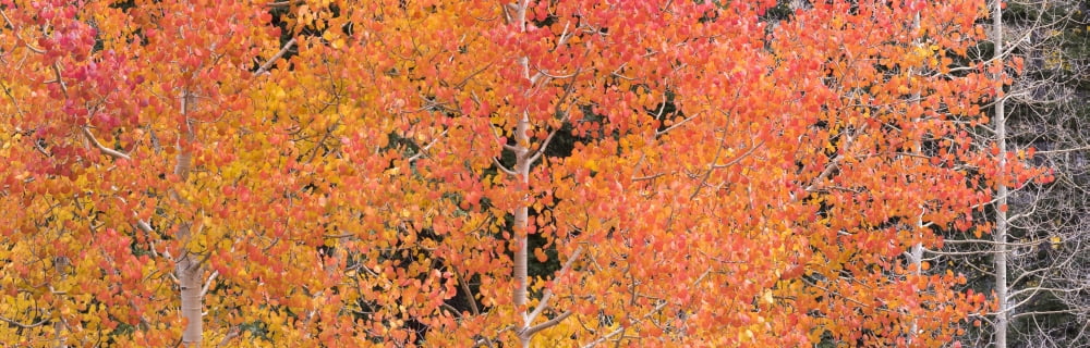 Autumn quaking Aspen trees Boulder Mountain Utah USA Canvas Art - Panoramic Images (27 x 9)