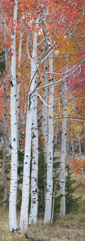 Autumn quaking Aspen trees Boulder Mountain Utah USA Canvas Art - Panoramic Images (36 x 12)