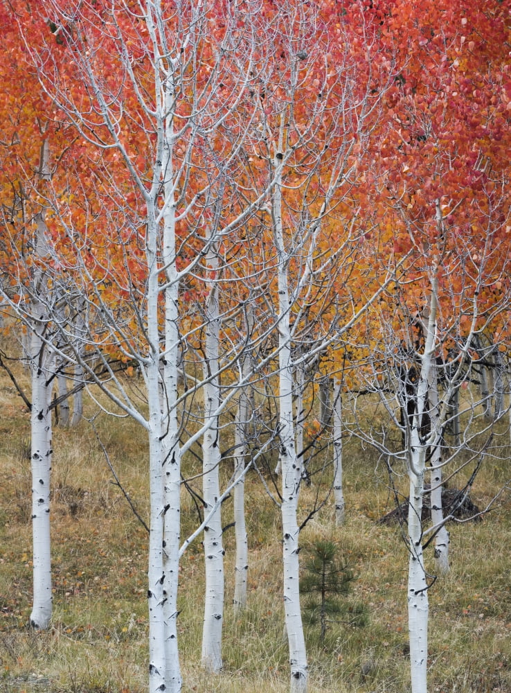 Autumn quaking Aspen trees Boulder Mountain Utah USA Canvas Art - Panoramic Images (36 x 24)
