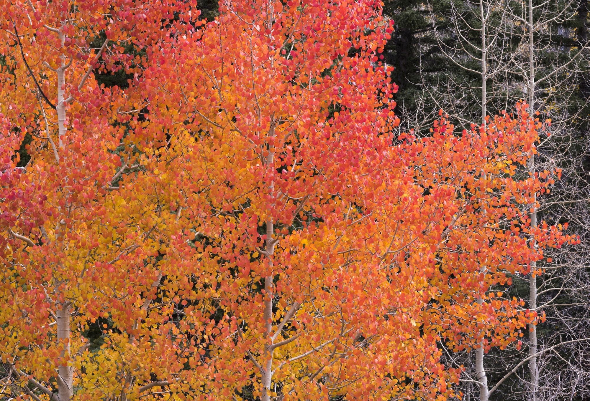 Autumn quaking Aspen trees Boulder Mountain Utah USA Canvas Art - Panoramic Images (9 x 27)