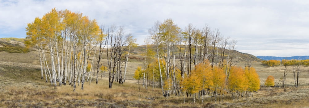 Autumn quaking aspen grove Montrose County Colorado USA Canvas Art - Panoramic Images (35 x 12)