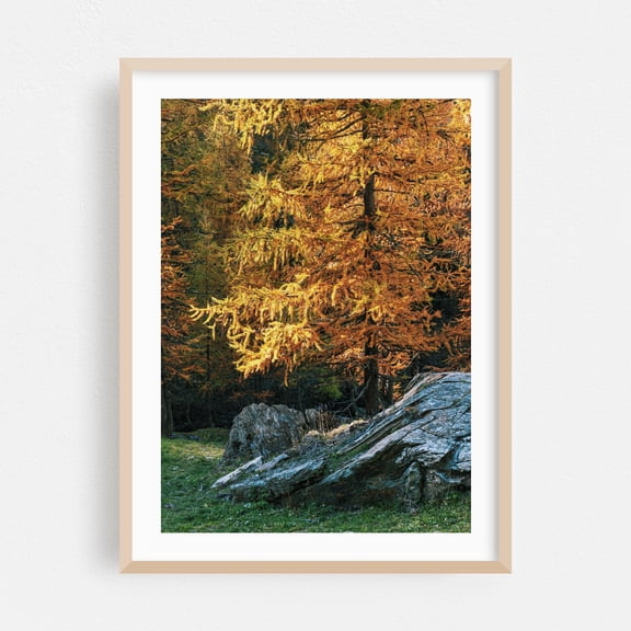 Autumn's Embrace - Cheneil Valle d'Aosta Italy Photography Autumn Forest Nature Woodland Wilderness Scenic Landscape Oak Framed Wall Art Print 20 x 30 inches