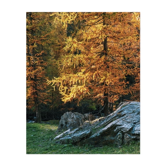 Autumn's Embrace - Cheneil Valle d'Aosta Italy Photography Autumn Forest Nature Woodland Wilderness Scenic Landscape Unframed Wall Art Print 20 x 28 inches
