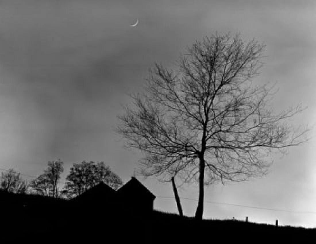 Autumn tree and night sky Canvas Art - (18 x 24)