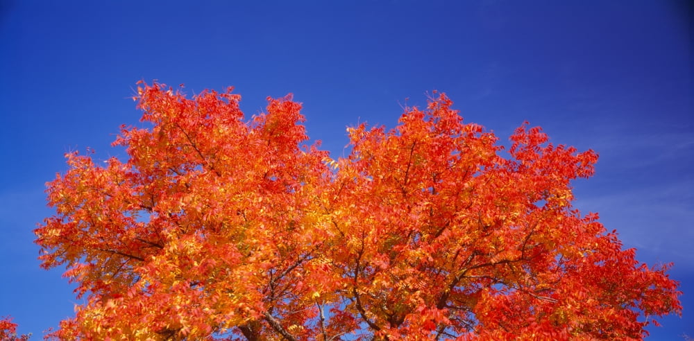 Autumn tree under the blue sky Rocklin Placer County California USA Canvas Art - Panoramic Images (27 x 9)