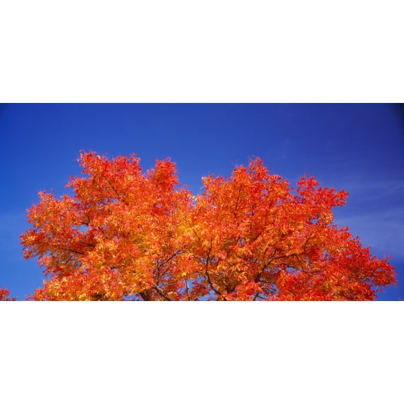 Autumn tree under the blue sky, Rocklin, Placer County, California, USA Poster Print (27 x 9)