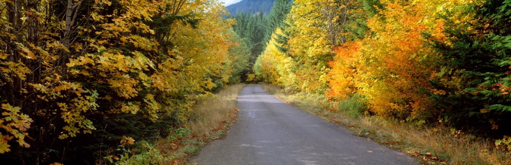 Autumn trees along road in Mt Hood National Forest Oregon USA Canvas Art - Panoramic Images (6 x 18)