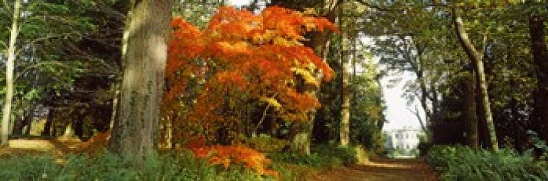 Autumn trees at Thorp Perrow Arboretum Bedale North Yorkshire England Canvas Art - Panoramic Images (18 x 6)