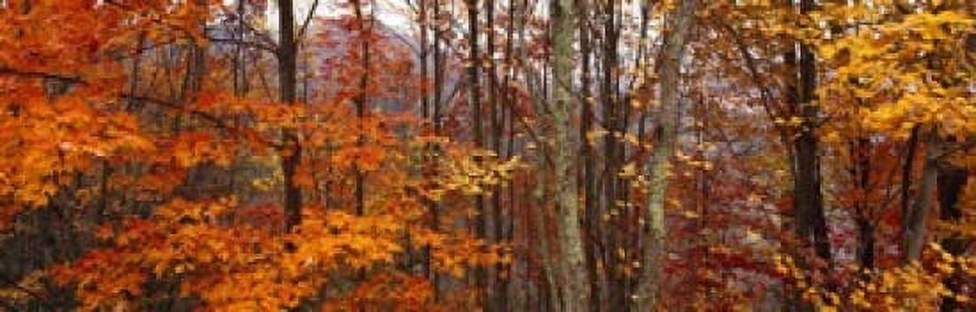 Autumn trees in Great Smoky Mountains National Park North Carolina USA Canvas Art - Panoramic Images (18 x 6)