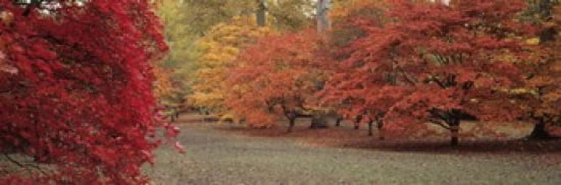 Autumn trees in Westonbirt Arboretum Gloucestershire England Canvas Art - Panoramic Images (18 x 6)
