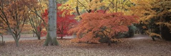 Autumn trees in Westonbirt Arboretum Gloucestershire England Canvas Art - Panoramic Images (36 x 12)