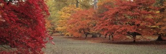 Autumn trees in Westonbirt Arboretum Gloucestershire England Canvas Art - Panoramic Images (36 x 12)