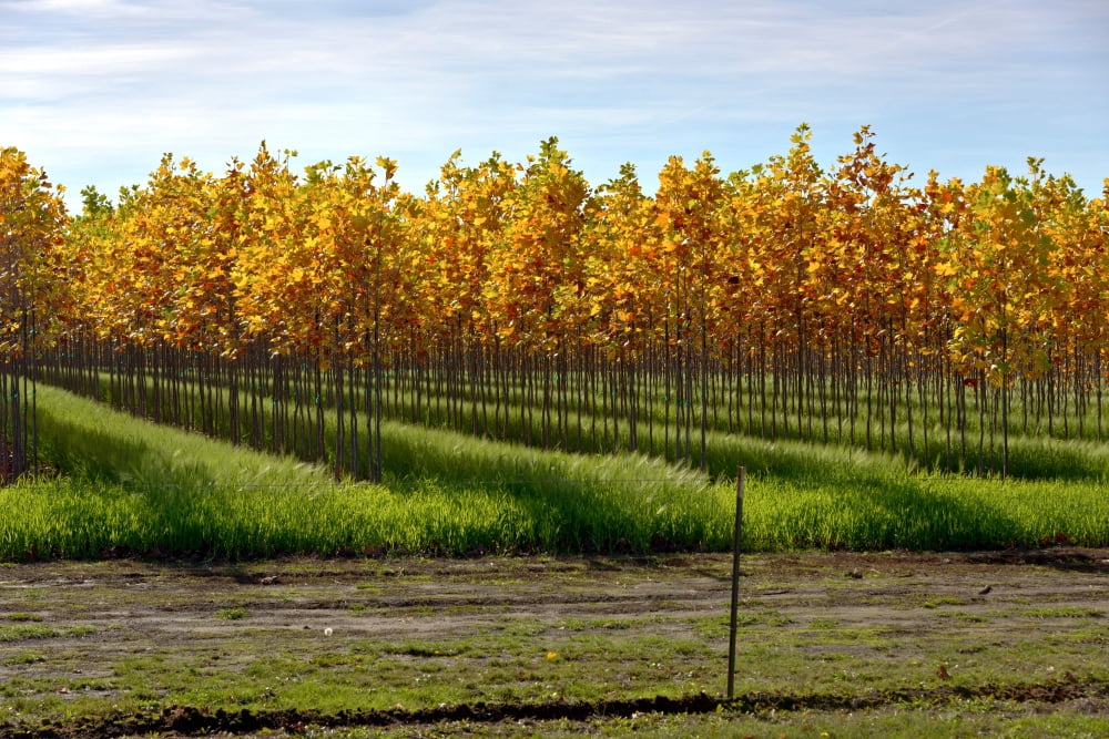 Autumn trees in a field Oregon USA Canvas Art - Panoramic Images (18 x 24)