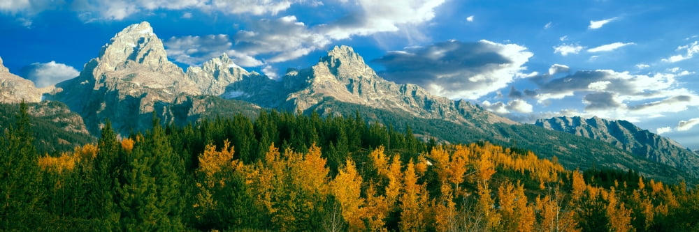 Autumn trees in a forest Taggart Lake Grand Teton National Park Wyoming USA Canvas Art - Panoramic Images (36 x 12)