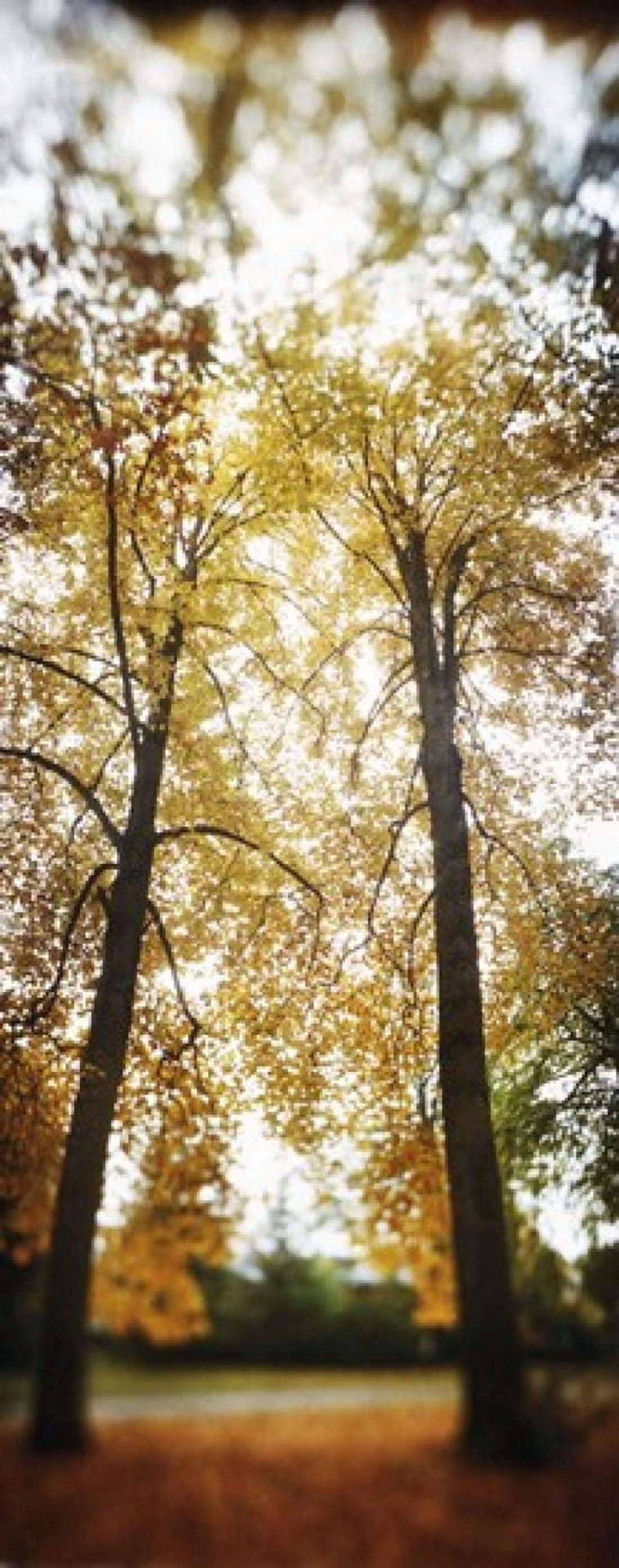 Autumn trees in a park Volunteer Park Capitol Hill Seattle King County Washington State USA Canvas Art - Panoramic Images (15 x 6)