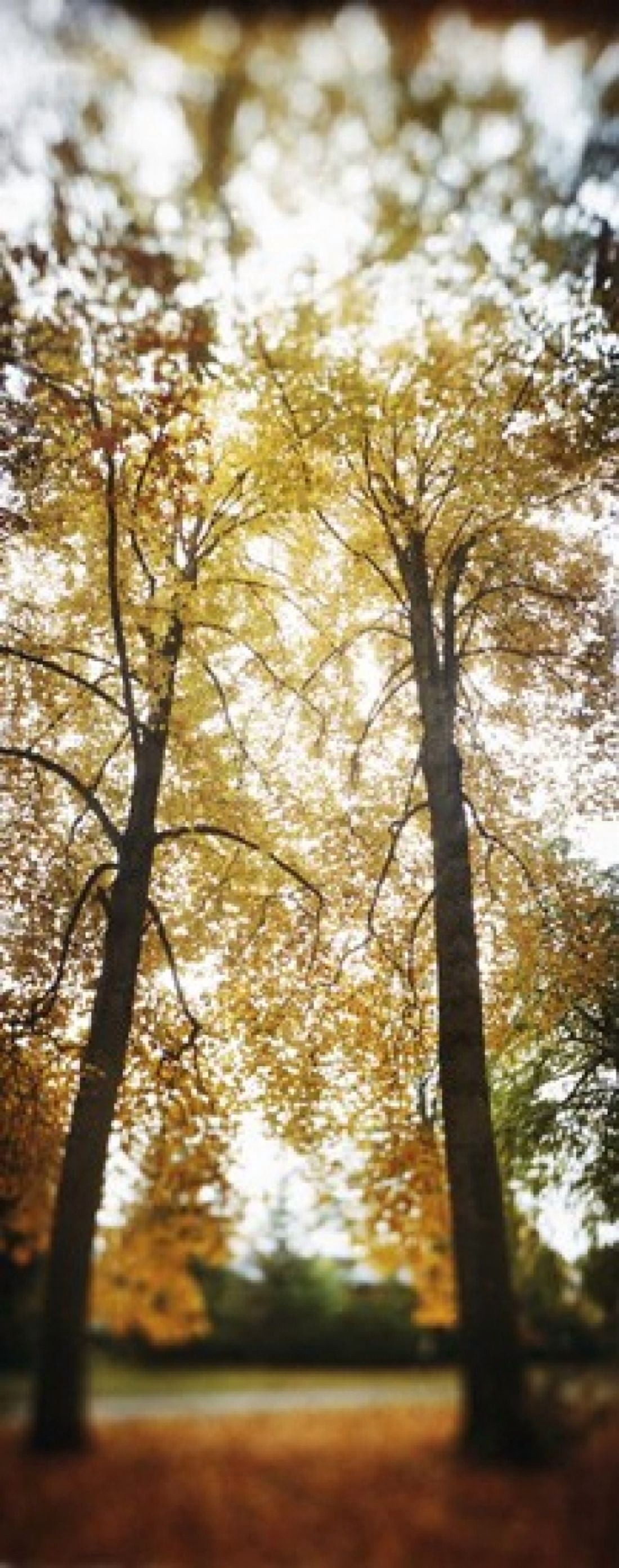 Autumn trees in a park Volunteer Park Capitol Hill Seattle King County Washington State USA Canvas Art - Panoramic Images (30 x 12)