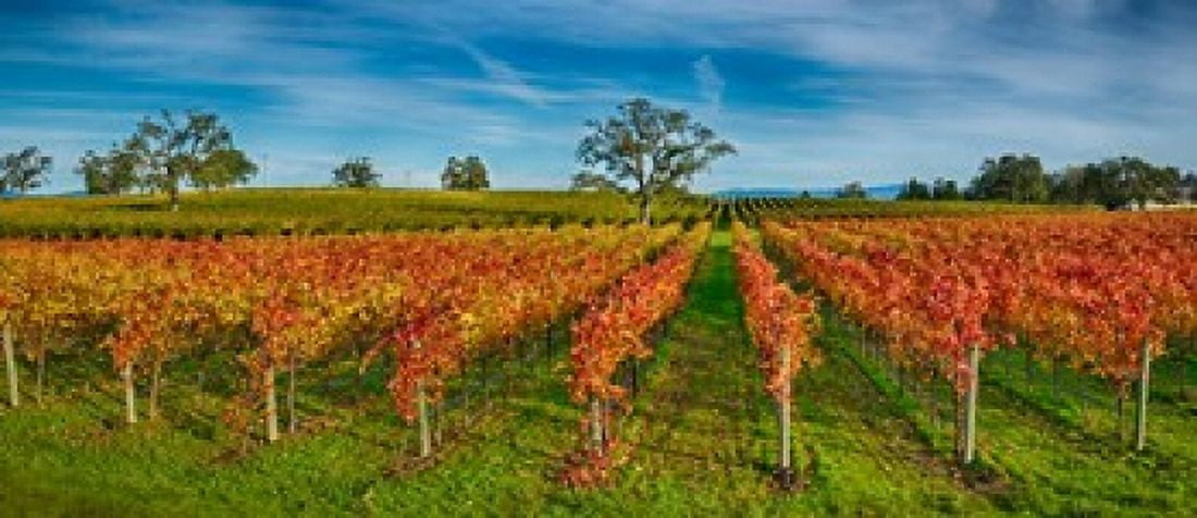 Autumn vineyard at Napa Valley California USA Canvas Art - Panoramic Images (30 x 13)