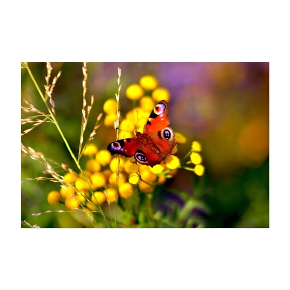 Autumnal Blossoms with Peacock Butterfly - Bezirk Pankow Berlin Germany Photography Butterfly Insect Nature Floral Wildlife Garden Summer Unframed Wall Art Print 4 x 6 inches
