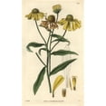 thumbnail image 1 of Autumnal Elecampane Or Sneezeweed Helenium Autumnale Poster Print By ?? Florilegius Mary Evans, 1 of 3