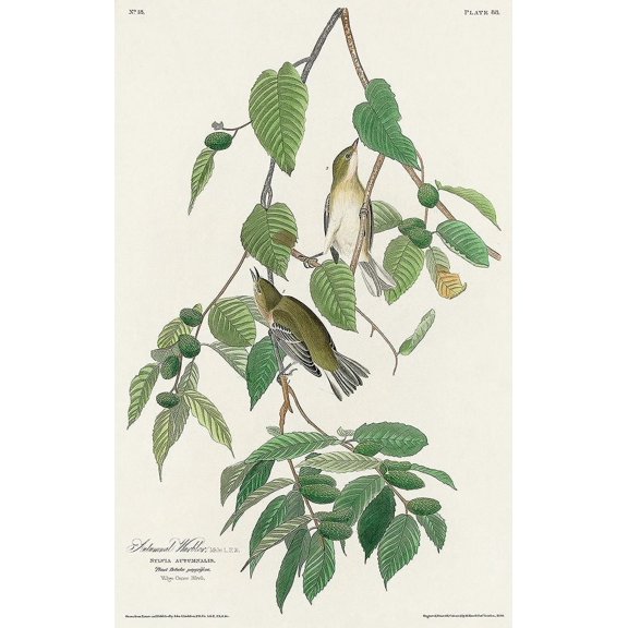 Autumnal Warbler Poster Print by John James Audubon (24 x 36) # 53716
