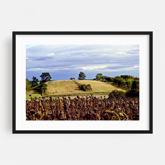 Autumnal hilly landscape with sunflower field - Schiffmühle Brandenburg Germany Photography Landscape Rural Nature Scenic Countryside Pastoral Autumn Black Framed Wall Art Print 5 x 7 inches