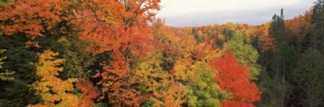Autumnal trees in a forest Hiawatha National Forest Upper Peninsula Michigan USA Canvas Art - Panoramic Images (18 x 6)